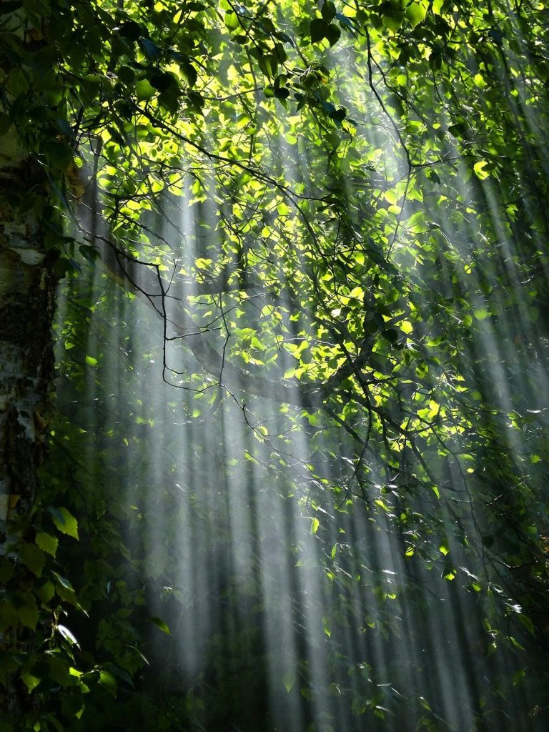 Light as Subject